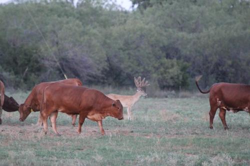 G4 ranch cattle and hunting